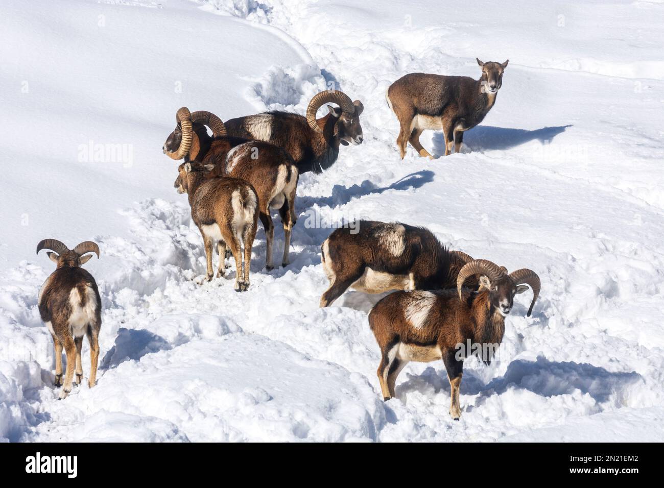 Naturpark Hohe Wand: herd of European mouflon (Ovis aries musimon) in deep snow in Wiener Alpen, Alps, Niederösterreich, Lower Austria, Austria Stock Photo