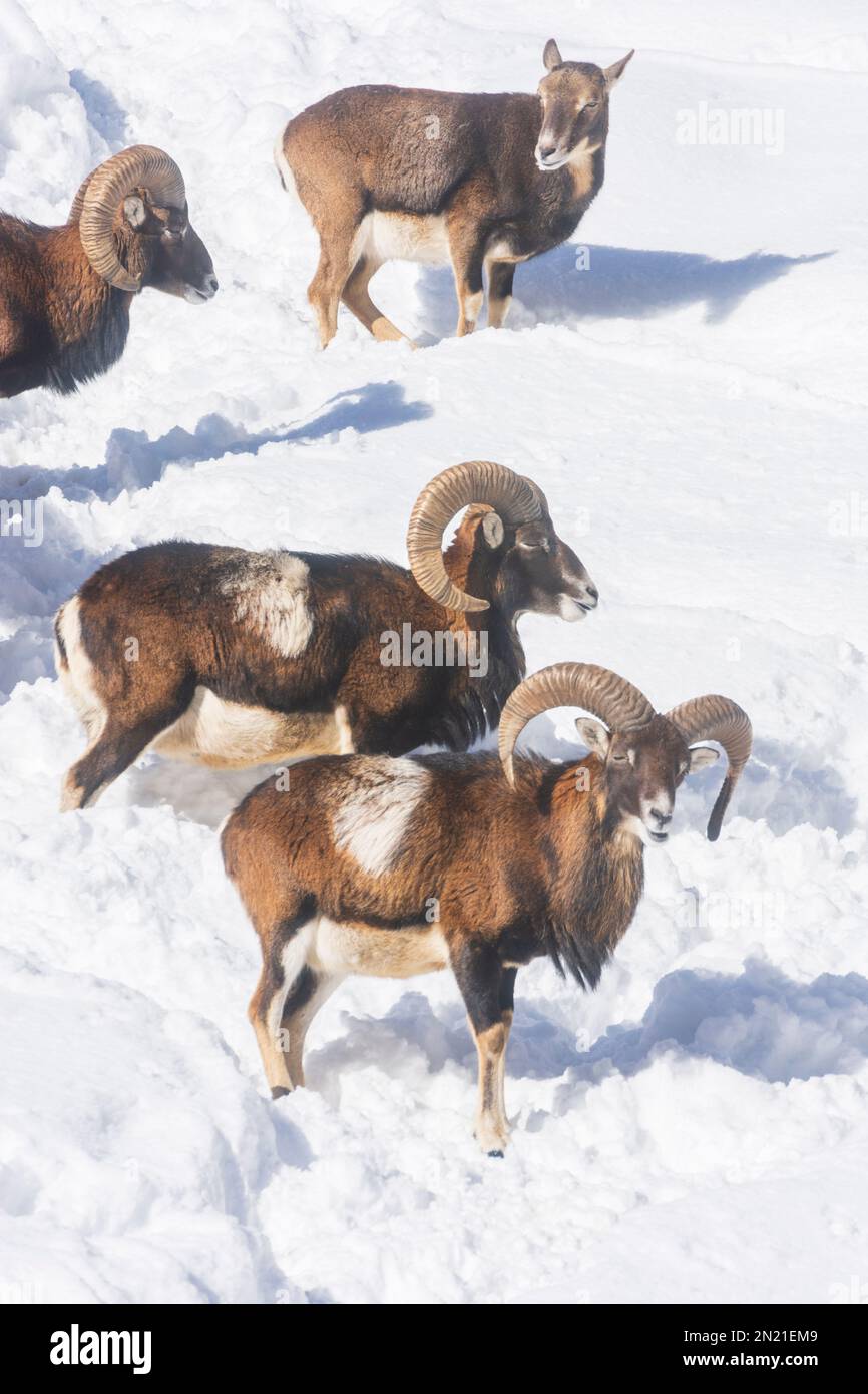 Naturpark Hohe Wand: herd of European mouflon (Ovis aries musimon) in deep snow in Wiener Alpen, Alps, Niederösterreich, Lower Austria, Austria Stock Photo