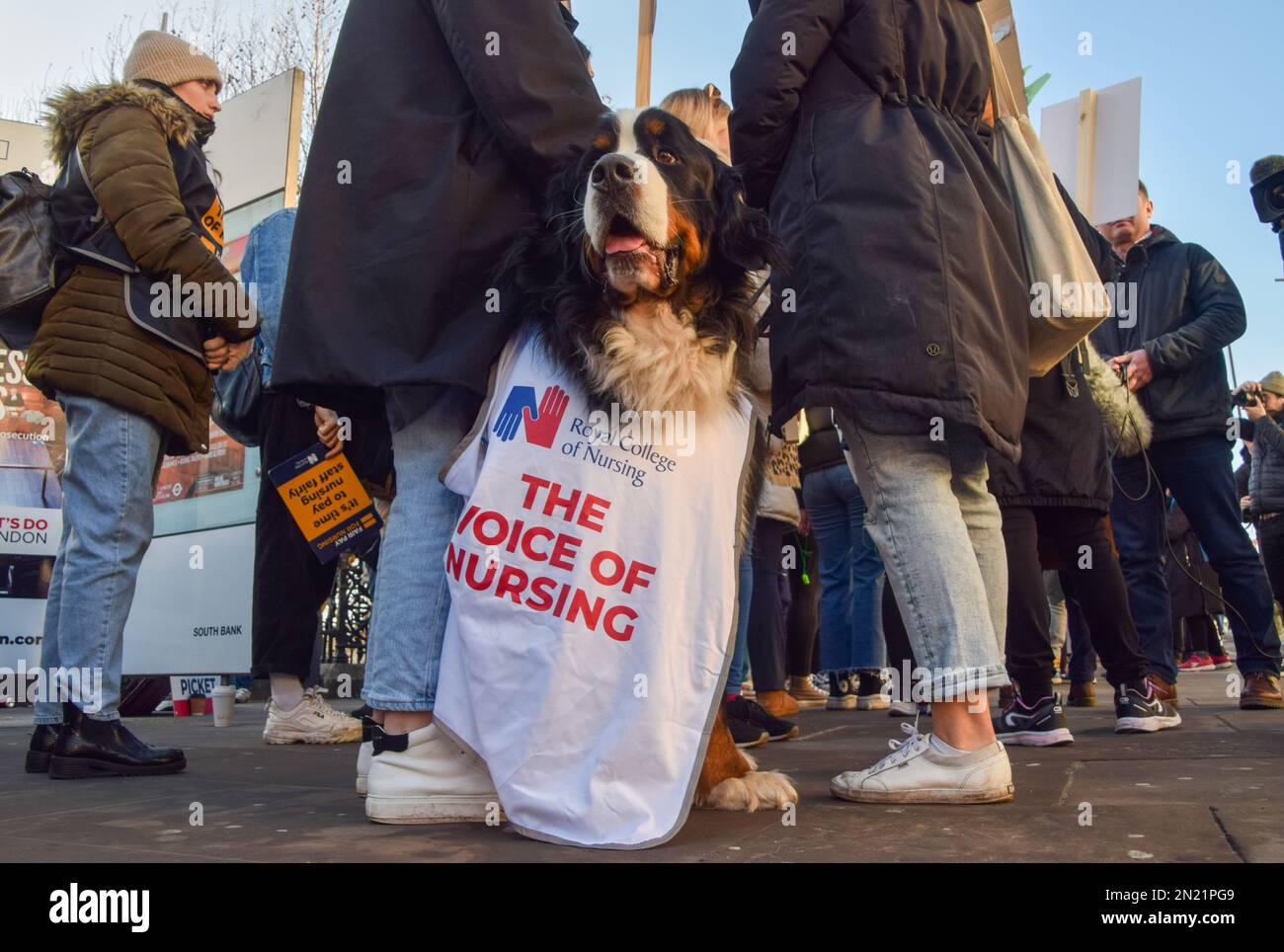 London, UK. 6th February 2023. A dog joins the picket outside St Thomas' Hospital as NHS nurses continue their strikes over pay. Stock Photo