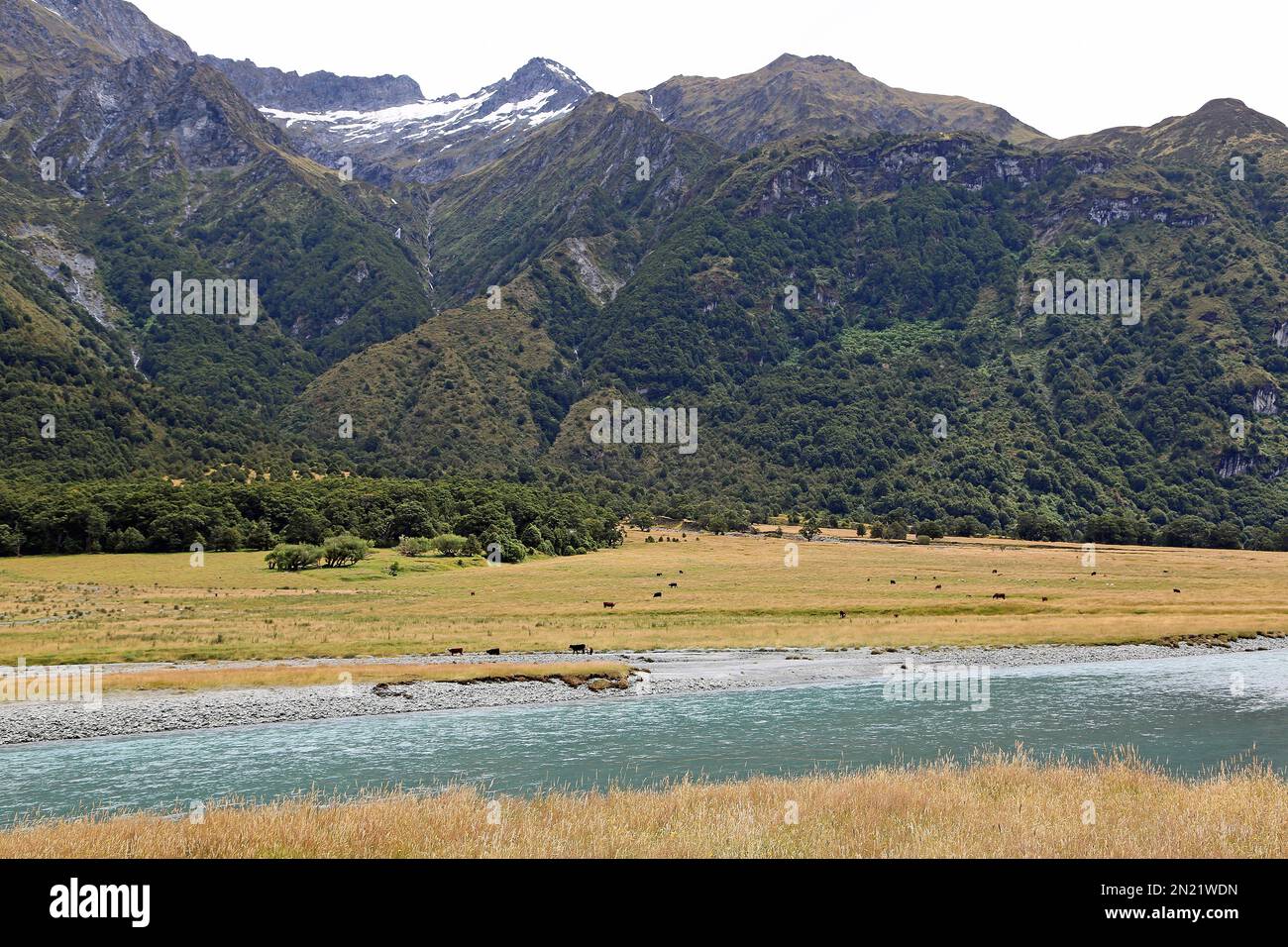Pasture in Matukituki Valley - New Zealand Stock Photo
