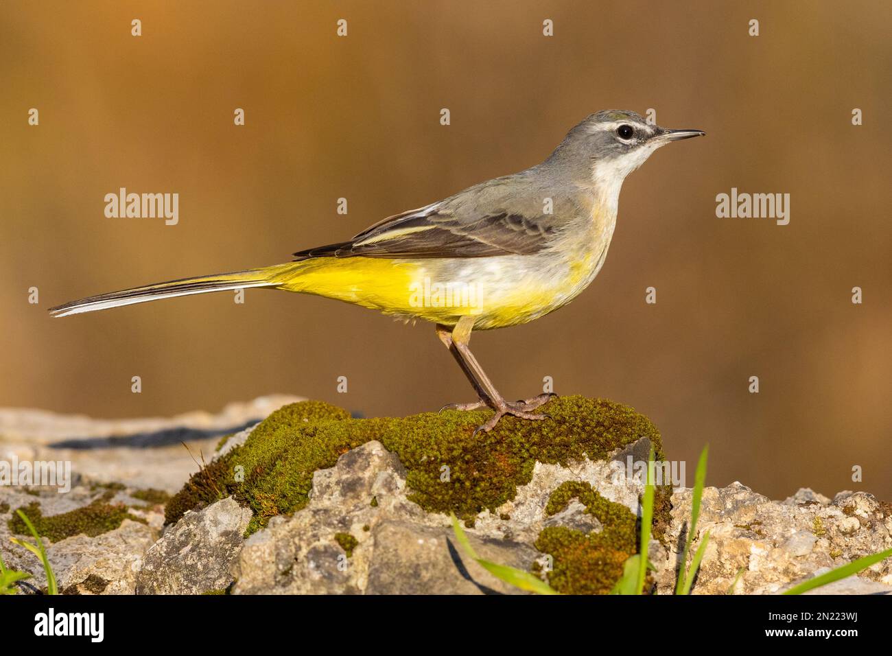 Greay Wagtail (Motacilla cinerea),  side view of an adult in winter plumage, Campania, Italy Stock Photo