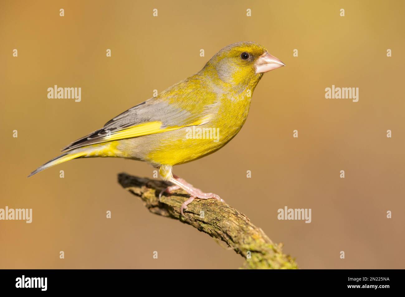 European Greenfinch (Chloris chloris), side view of an adult male perched on a branch, Campania, Italy Stock Photo
