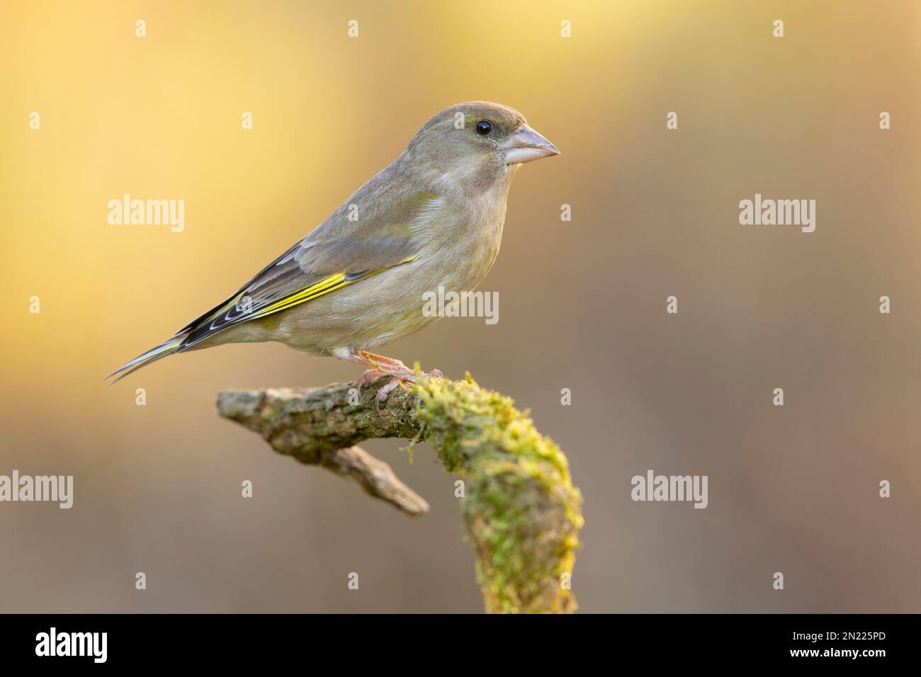 European Greenfinch (Chloris chloris), side view of an adult female perched on a branch, Campania, Italy Stock Photo