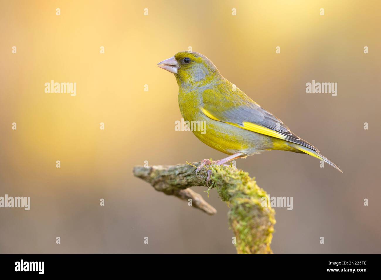 European Greenfinch (Chloris chloris), side view of an adult male perched on a branch, Campania, Italy Stock Photo