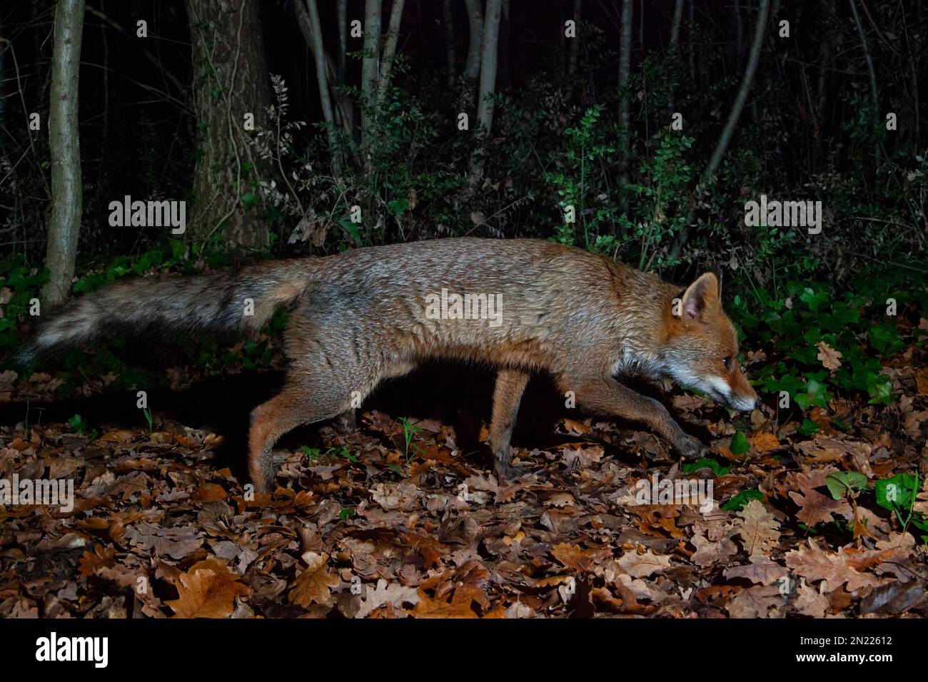 Red Fox (Vulpes vulpes crucigera), side view of an adult waking in a wood, Campania, Italy Stock Photo
