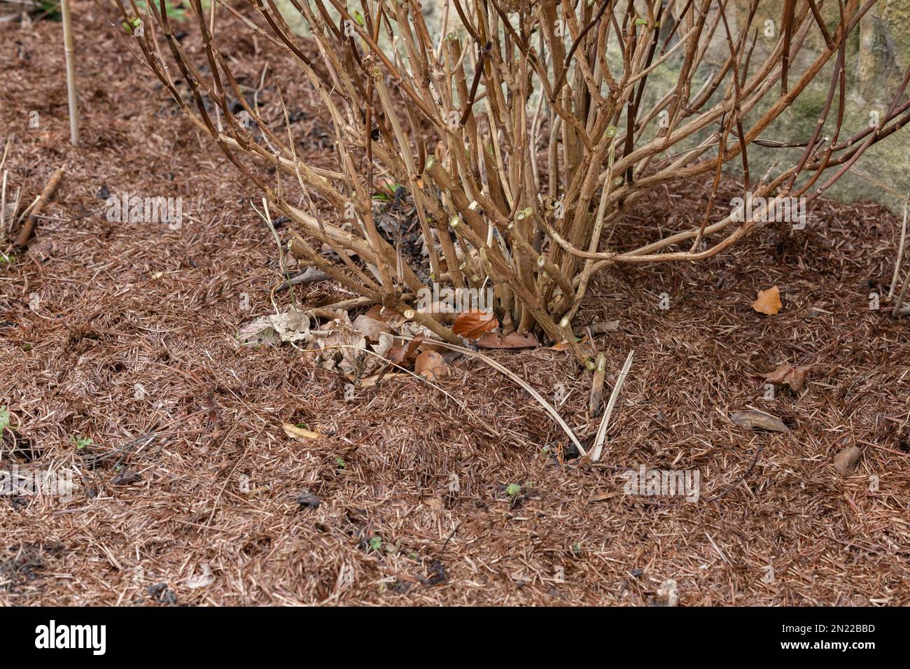 A straw based mulch spread on top of soil, The mulch helps to reduce