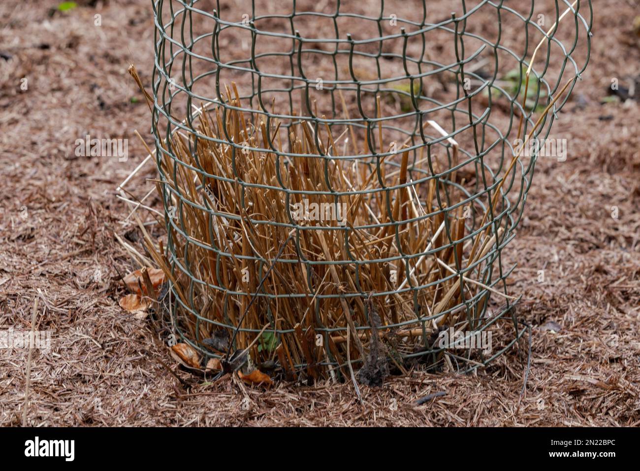 A shrub protected and supported by plastic netting. A straw mulch has been spread around the plant to enrich the soil and help weed control. Stock Photo
