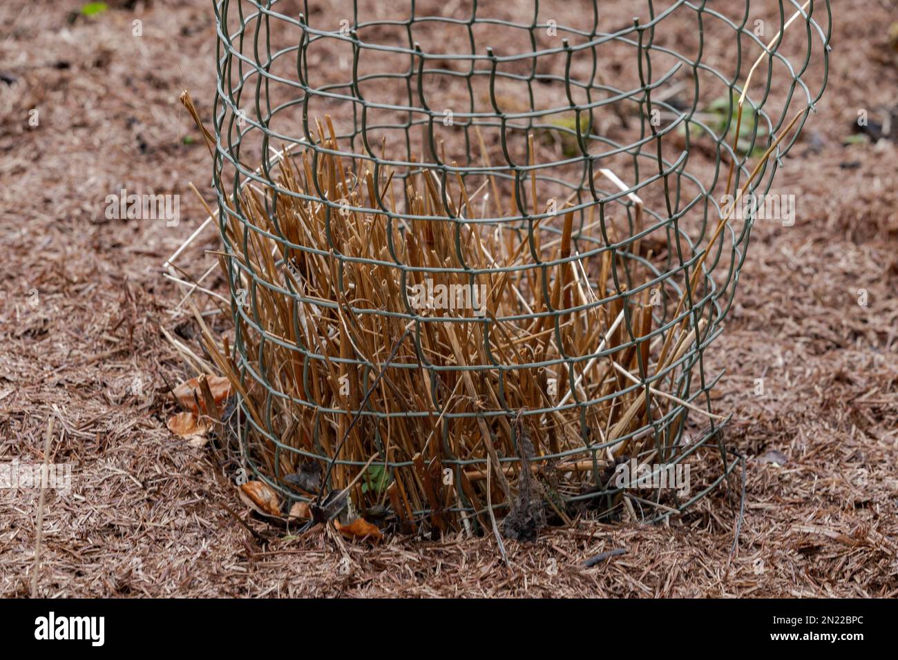 A shrub protected and supported by plastic netting. A straw mulch has