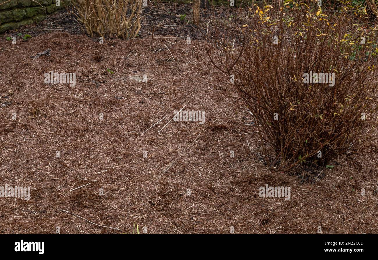 Mulch spread over flower beds hires stock photography and images Alamy