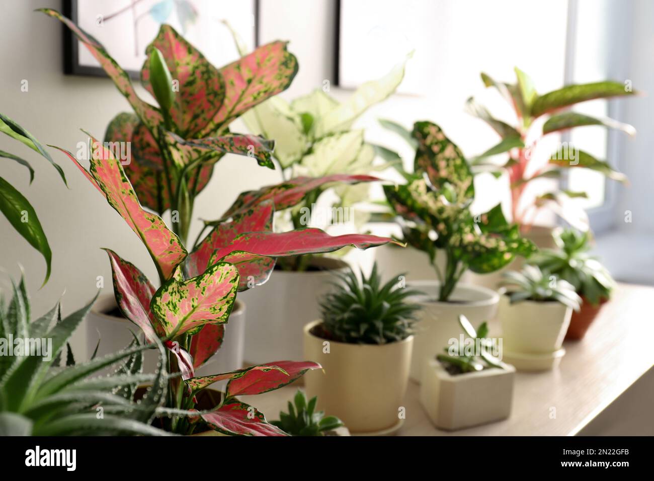 Collection of exotic houseplants with beautiful leaves indoors Stock