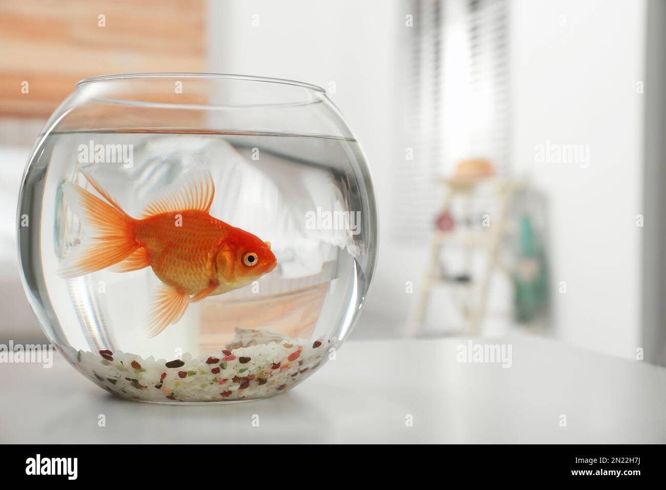 Beautiful bright small goldfish in round glass aquarium on table ...