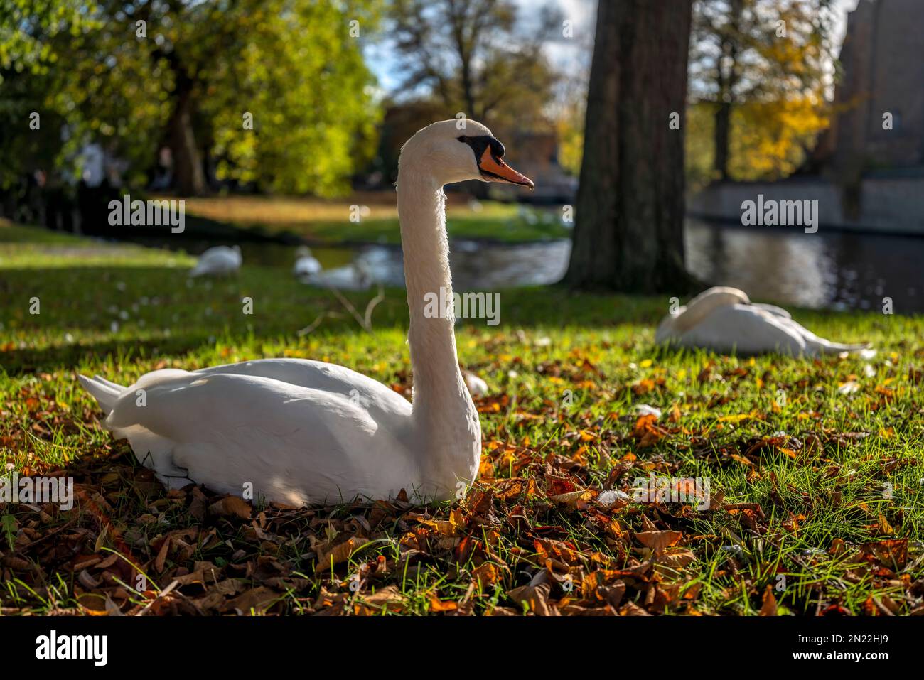 Swans of Bruges Stock Photo Alamy