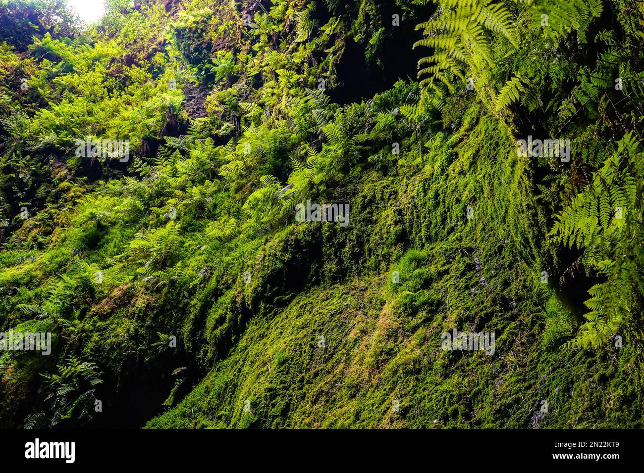 Fern and moss covered walls inside the Algar do Carvão a vertical lava tube dropping 300 feet from the surface accessible by a narrow staircase to a clear water pool at the bottom in the central mountains, Terceira Island, Azores, Portugal. Stock Photo