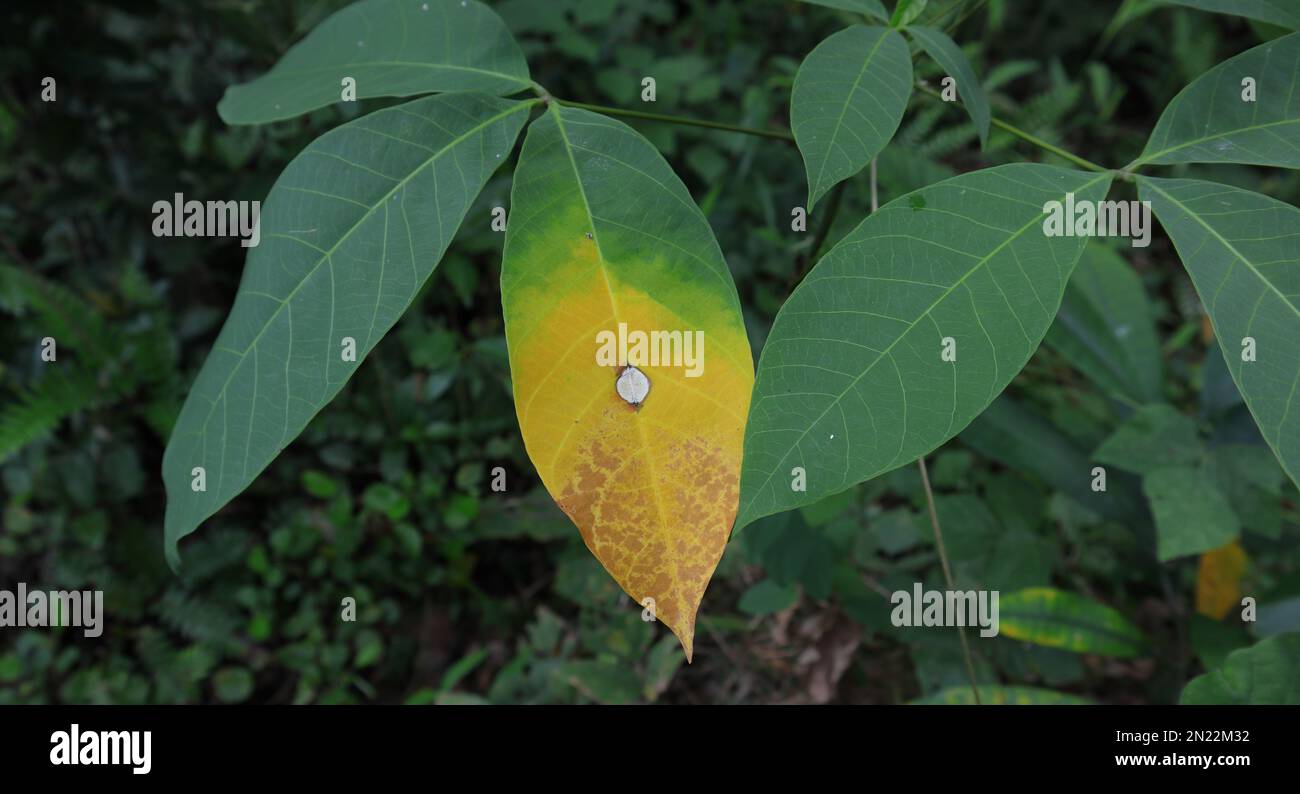 A Rubber leaf with the leaf spot fungal disease in the rubber plantation in Sri Lanka Stock Photo