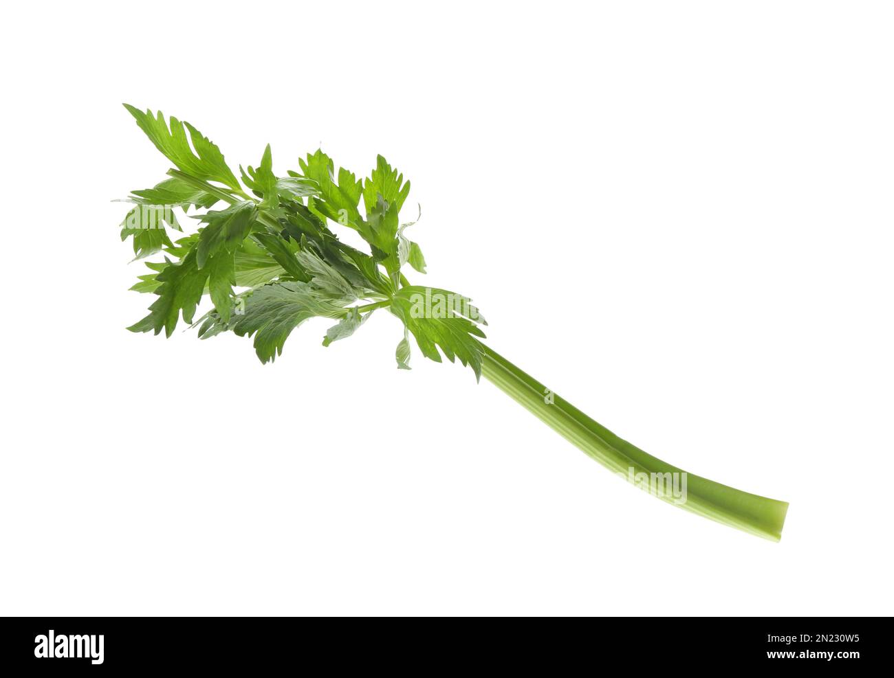 Fresh green celery stem with leaves isolated on white Stock Photo Alamy