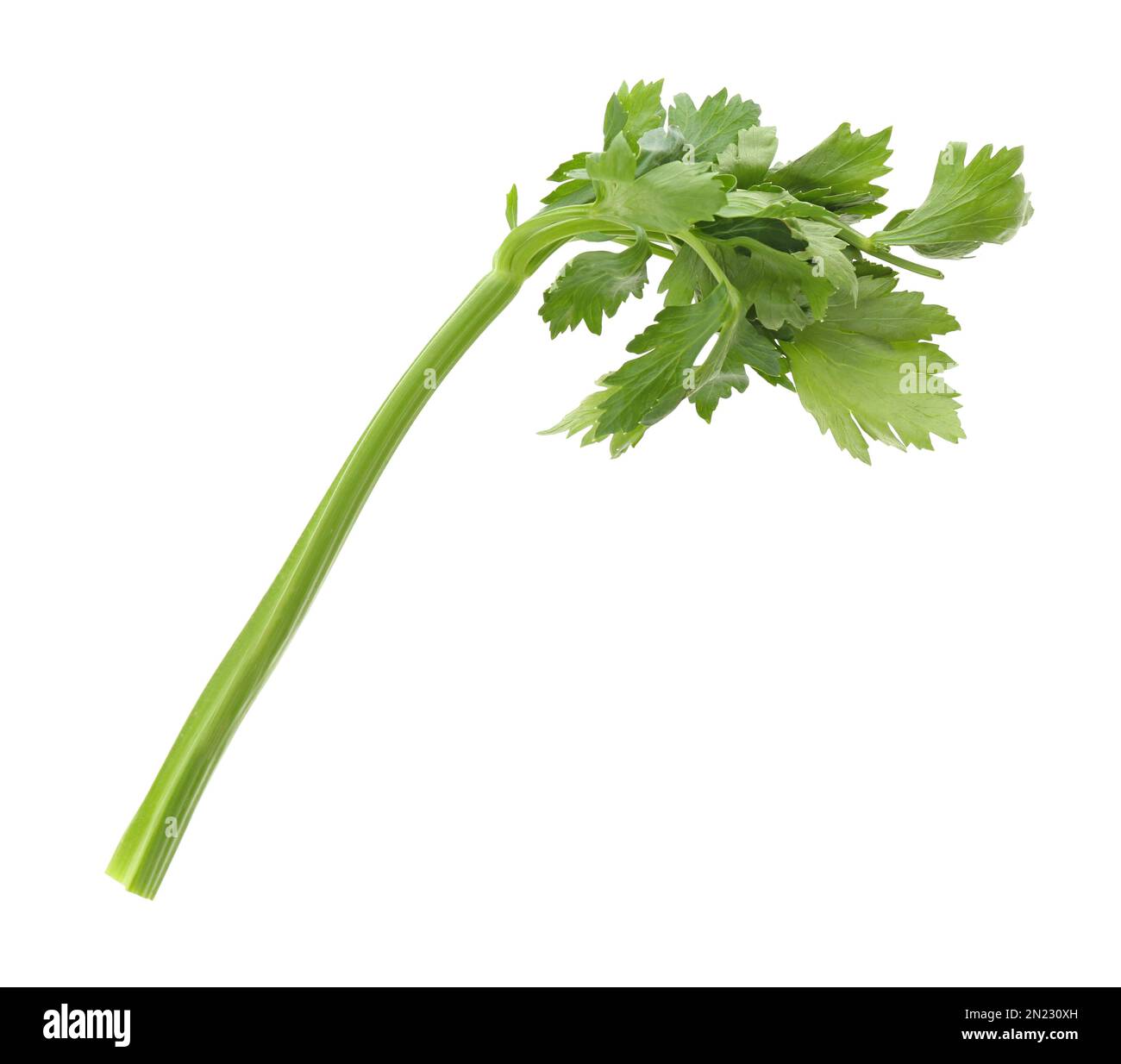 Fresh green celery stem with leaves isolated on white Stock Photo Alamy