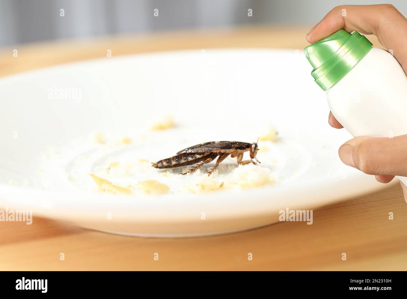 10+ Hundred Cockroach Killer Royalty-Free Images, Stock Photos & Pictures