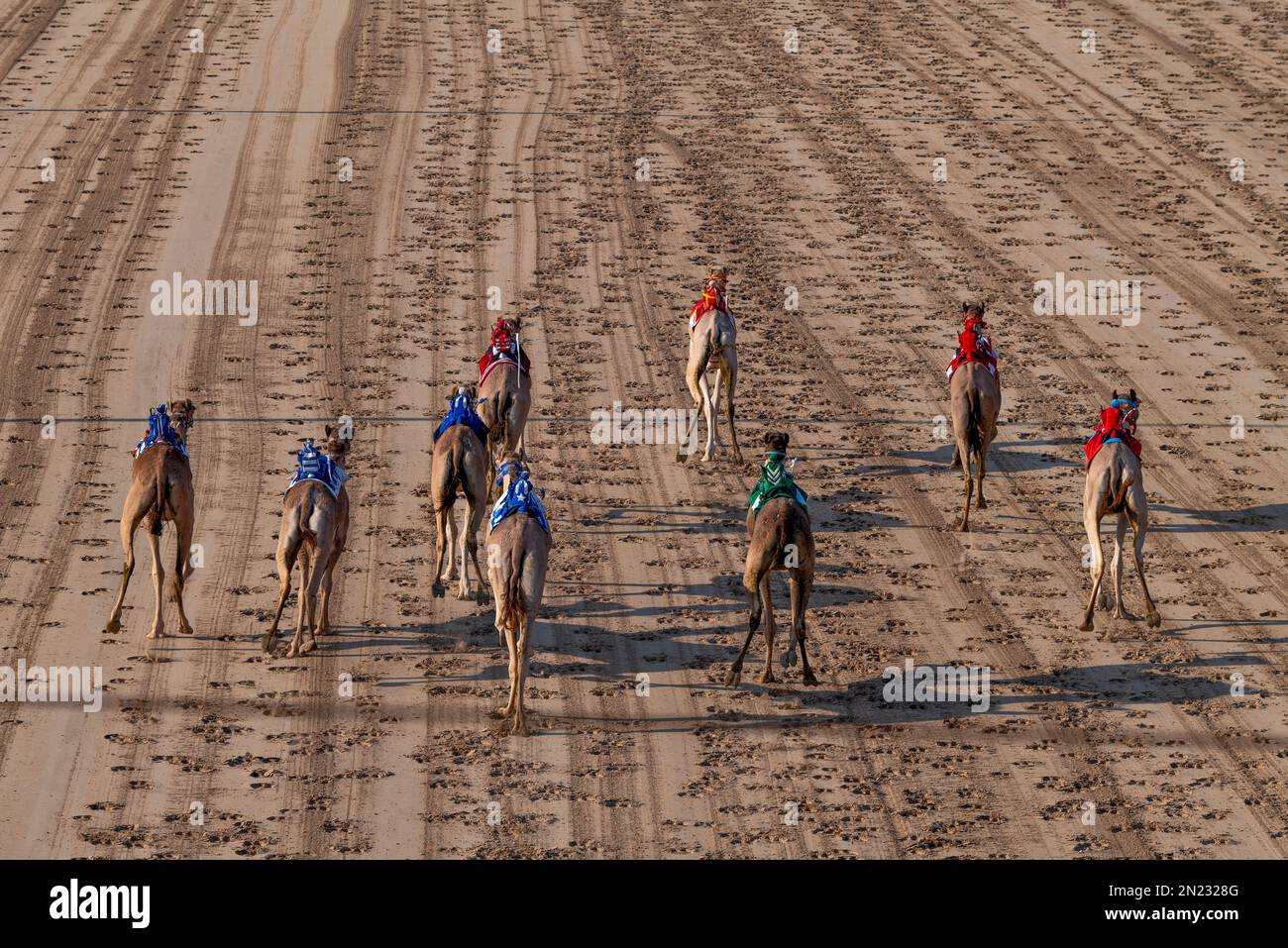 Camel racing dubai robot hi-res stock photography and images - Alamy