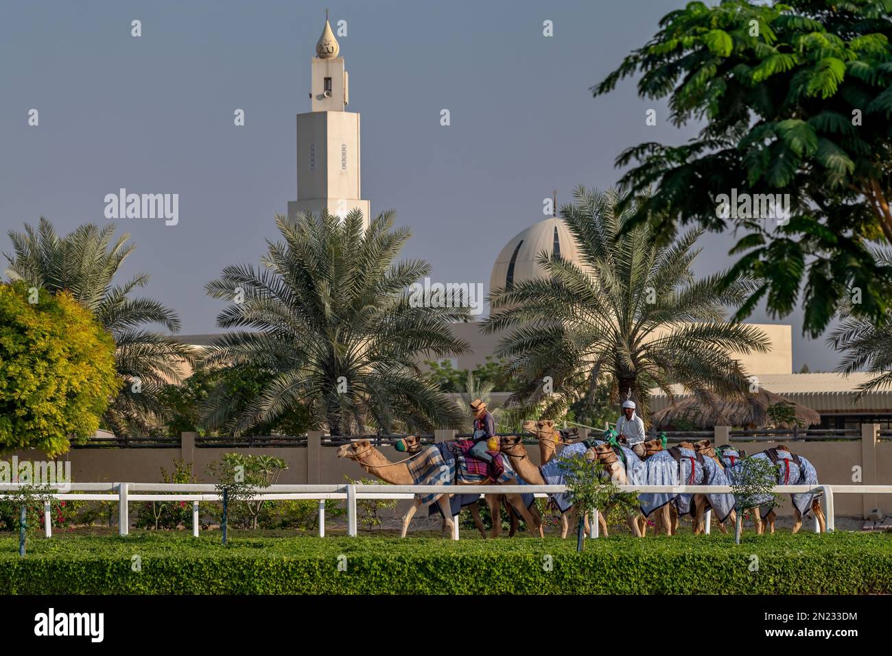 Cama Racing Club Camel racing dubai united arab emirates hi-res stock photography and ...