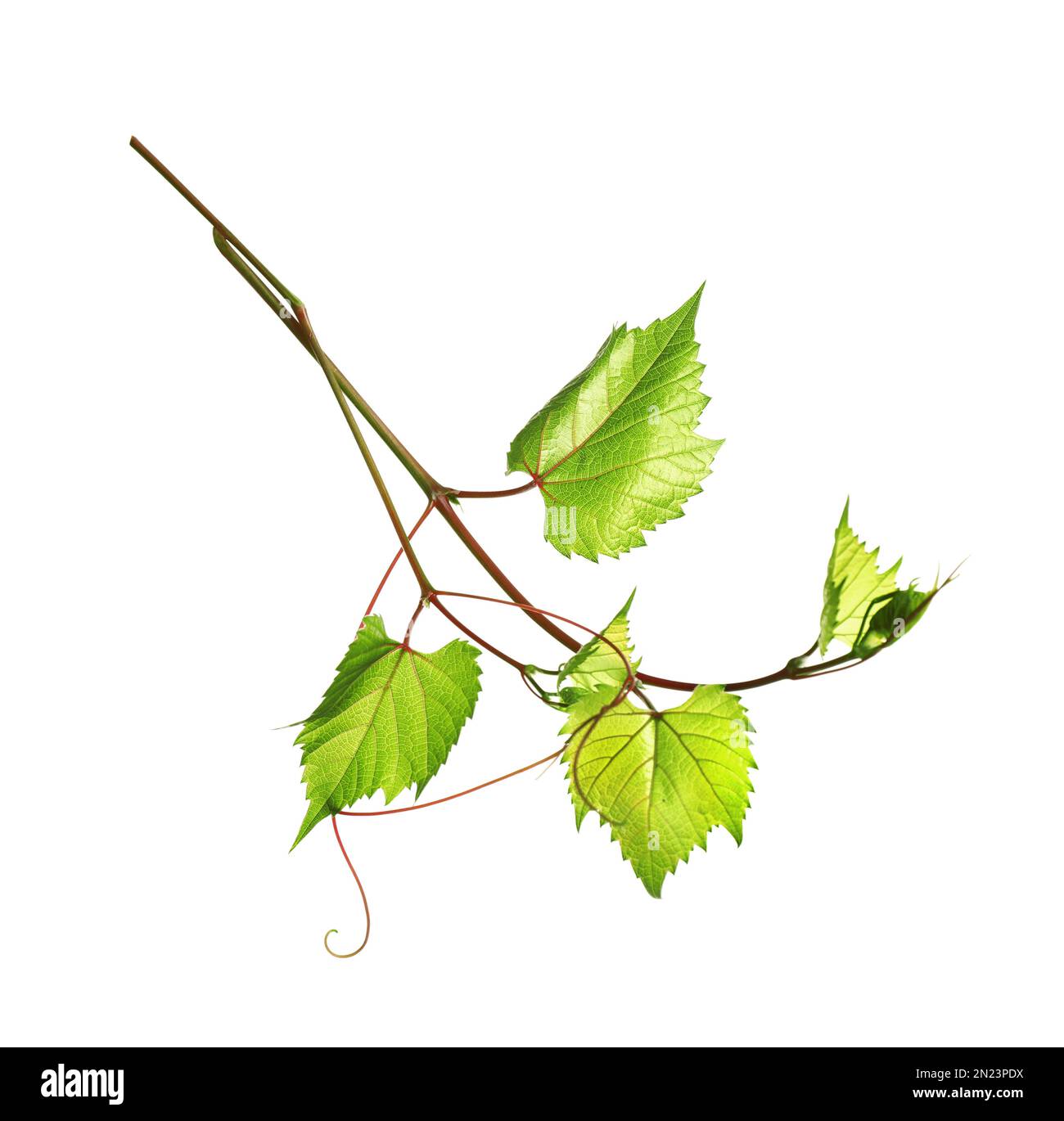 Fresh grapevine with leaves isolated on white Stock Photo