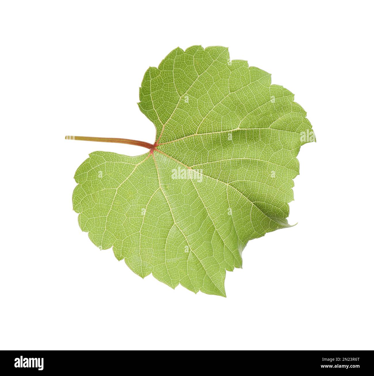 Fresh green grape leaf isolated on white Stock Photo - Alamy