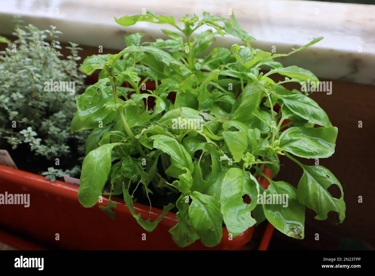 Destroyed green basil by caterpillars, pests, vase Stock Photo