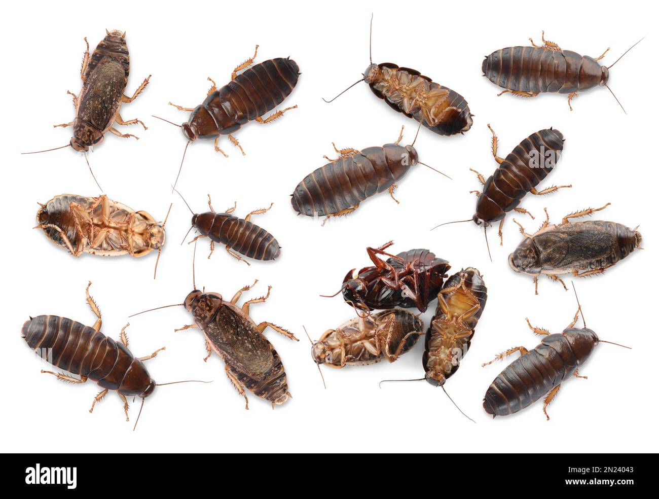 Many cockroaches on white background, top view. Pest control Stock ...