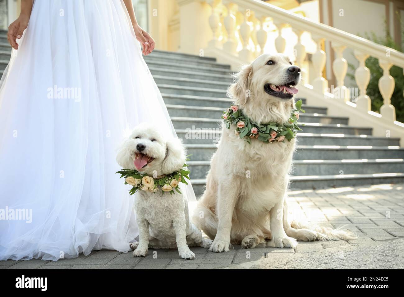 Bride and adorable dogs wearing wreathes made of beautiful flowers  outdoors, closeup Stock Photo - Alamy