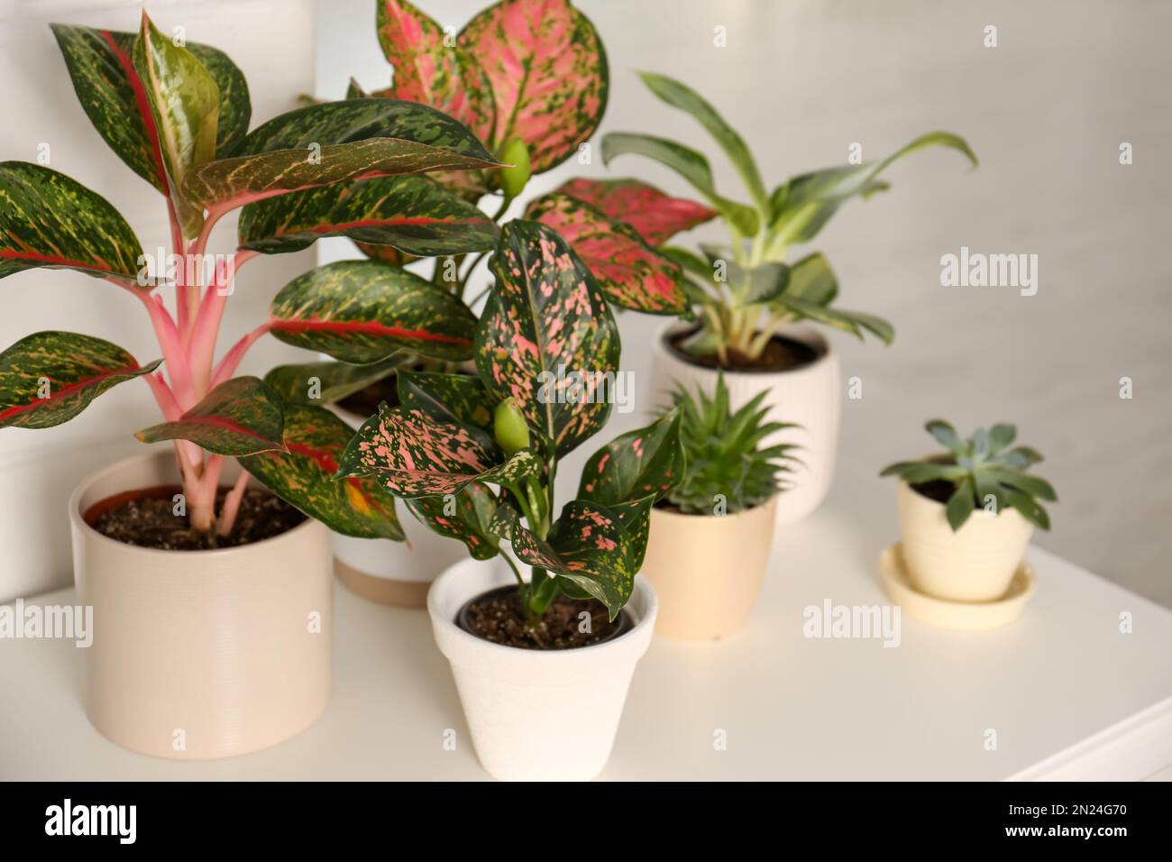 Collection of exotic houseplants with beautiful leaves indoors Stock