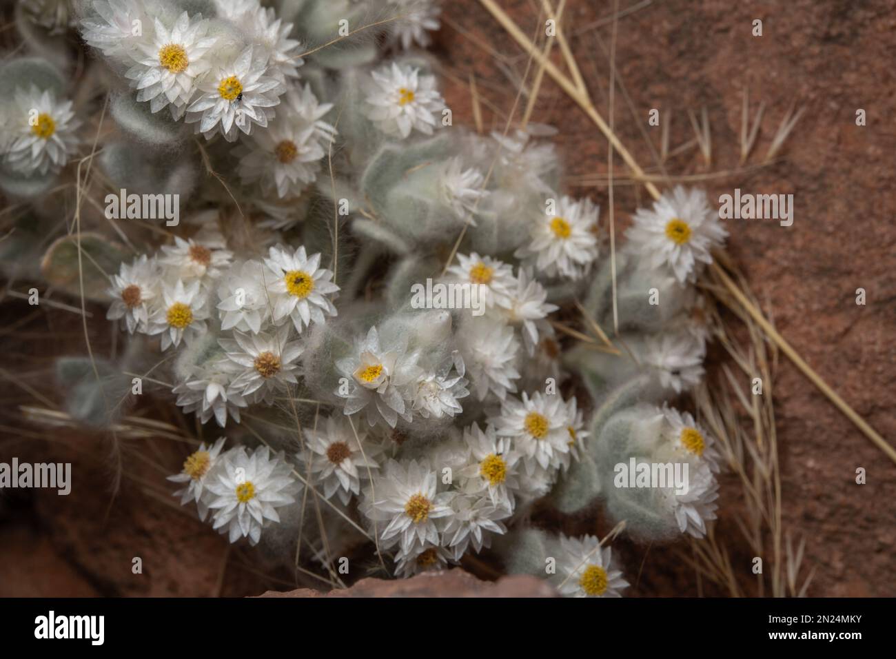 Everlasting, Helichrysum gariepinum, Asteraceae, Namib Desert, Namibia, Africa Stock Photo