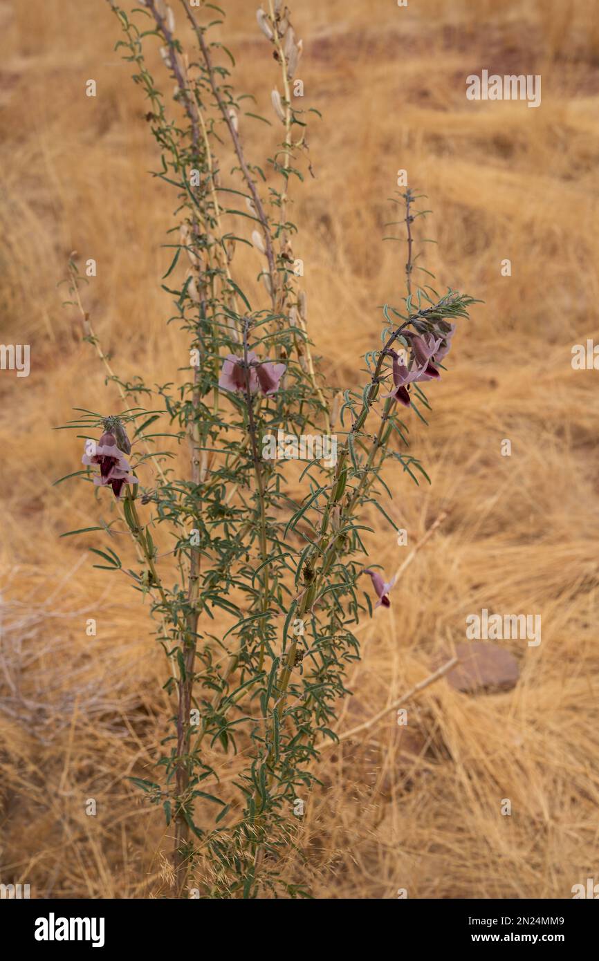 Winged-seed sesame, Sesamum alatum, Pedaliaceae, Namib Desert, Namibia, Africa Stock Photo