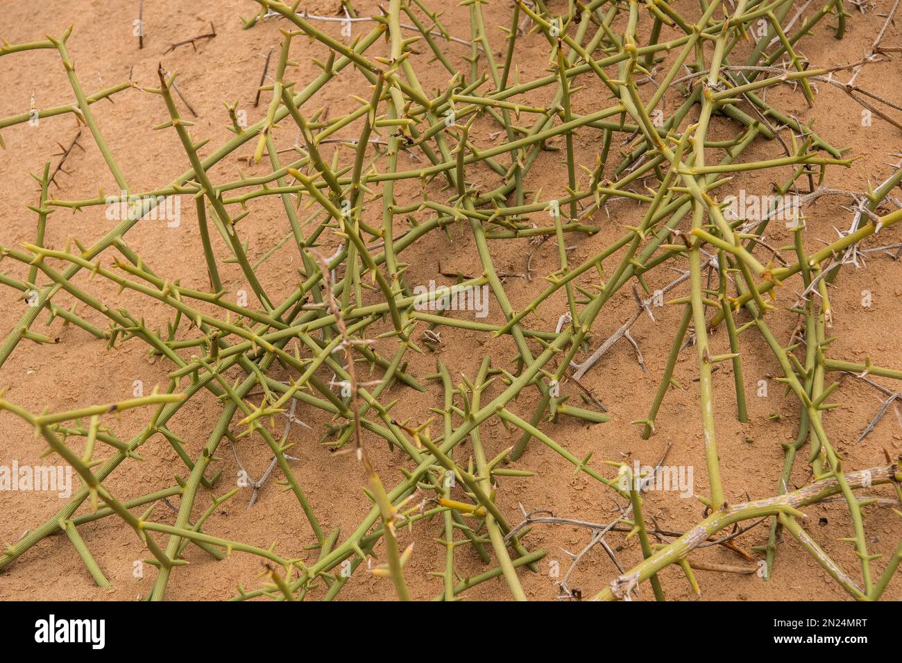 Nara plant, Acanthosicyos horridus, Cucurbitaceae,, Sossuvlei region, Namib Desert, Namibia, Africa Stock Photo