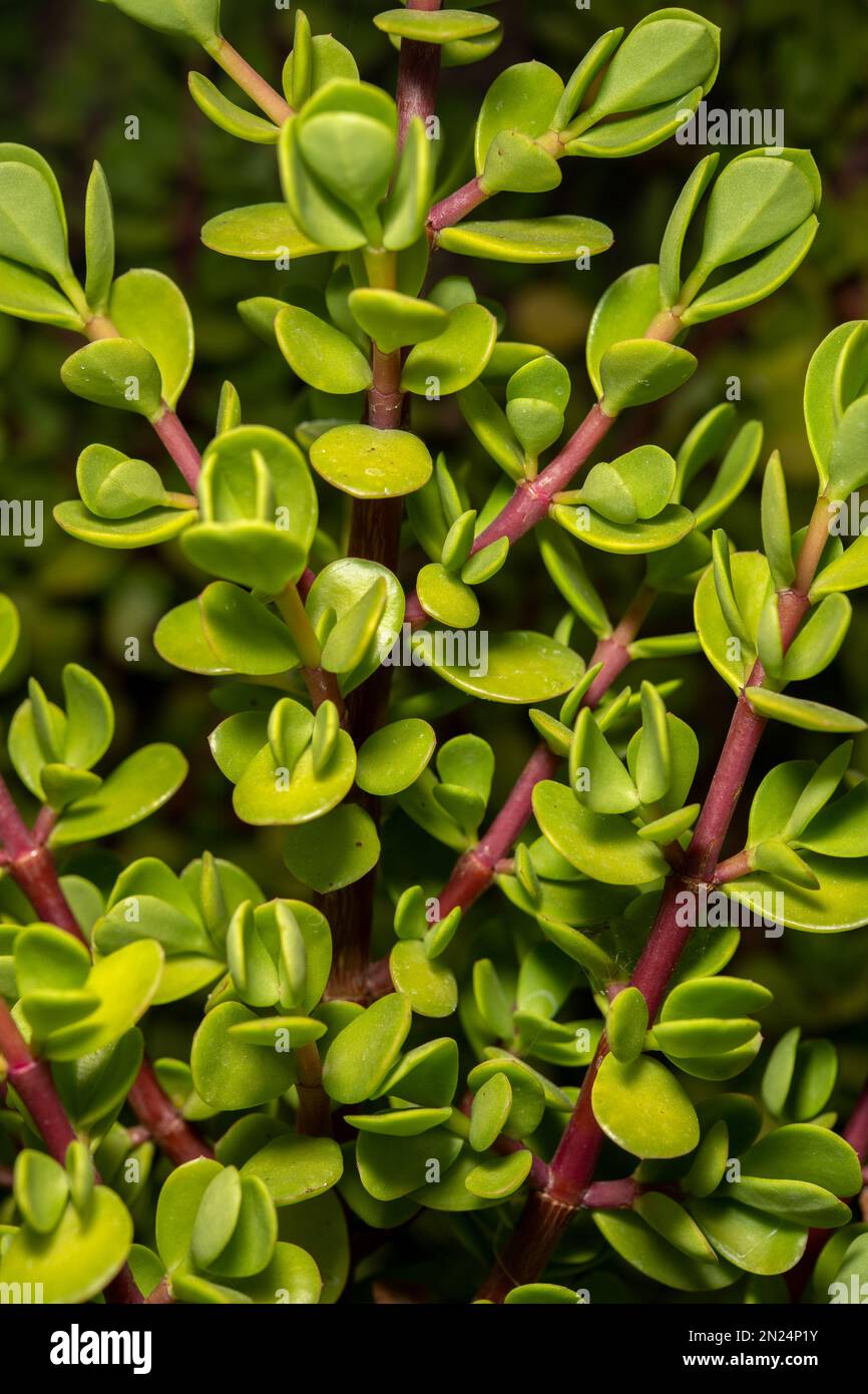 Elephant bush, Portulacaria afra, Didiereaceae, Namibia, Africa Stock
