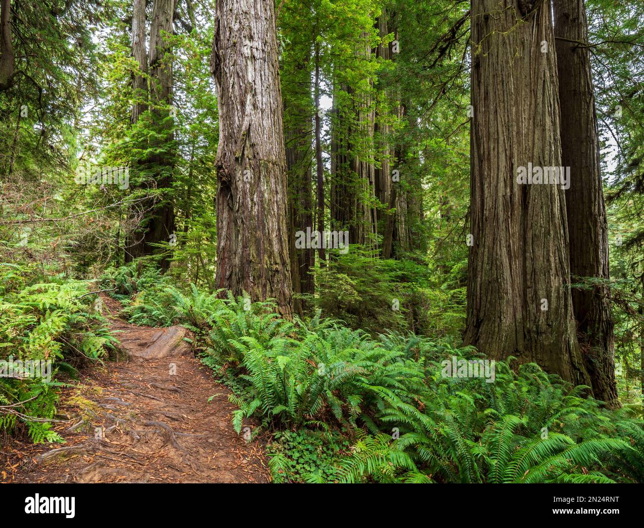 jedediah smith redwood national park