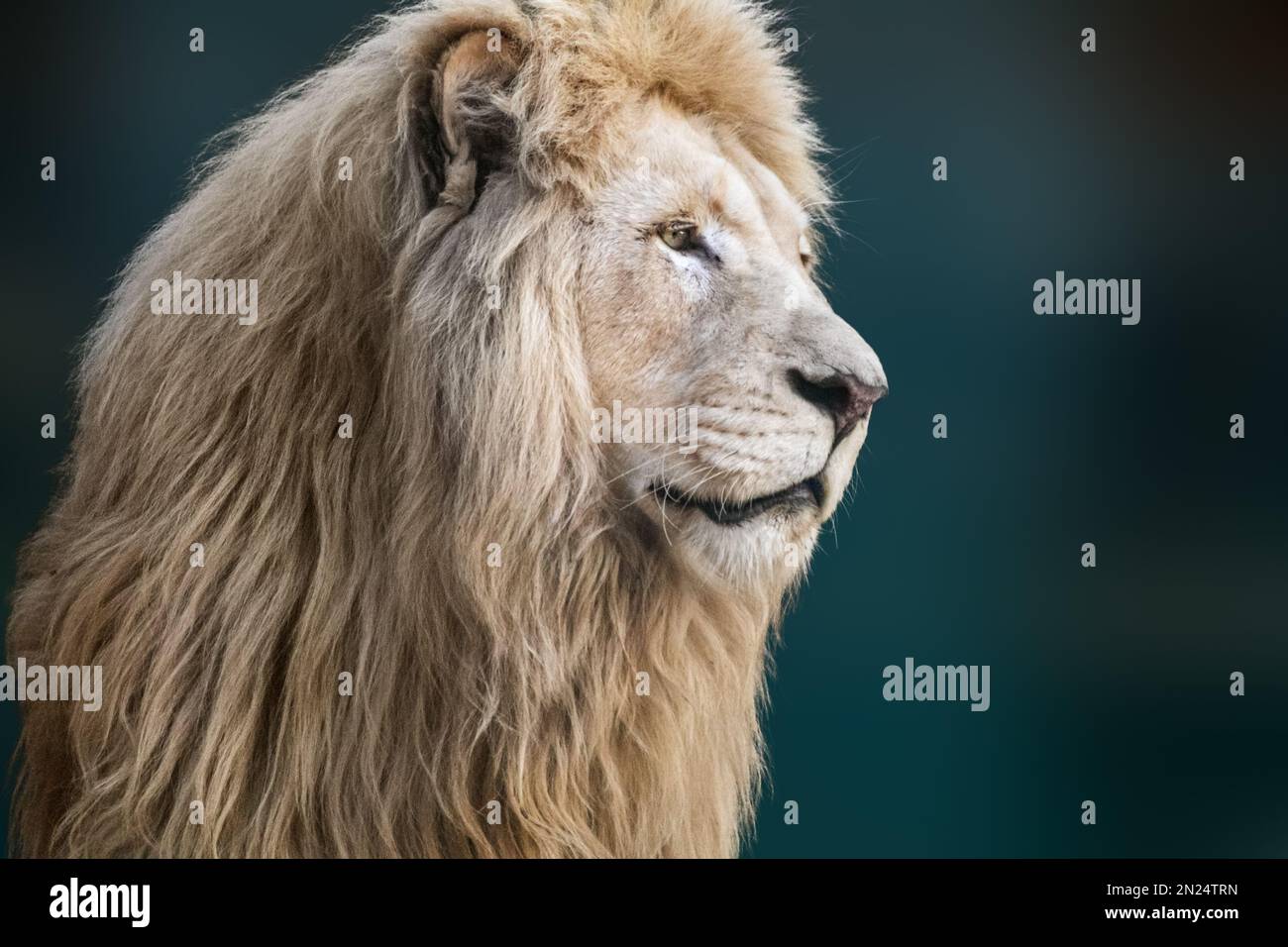 White lion portrait, looking right close-up with blurred background. Wild animals, big cat profile Stock Photo