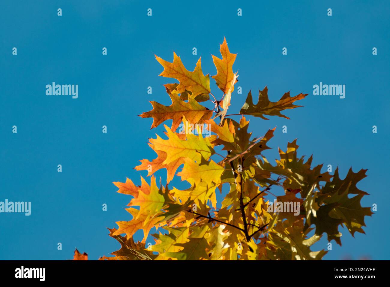 Autumn bright oak tree branch with orange leaves close-up on blue sky ...