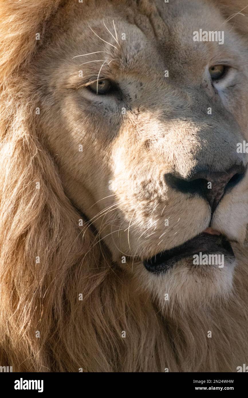 White lion face portrait, close-up in sunlight. Wild animals, big peaceful cat profile Stock Photo