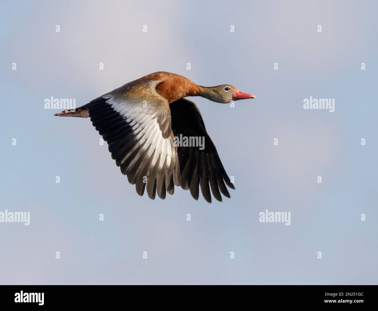 Black-bellied whistling duck (Dendrocygna autumnalis) flying, Brazos Bend State Park, Needville, Texas, USA Stock Photo