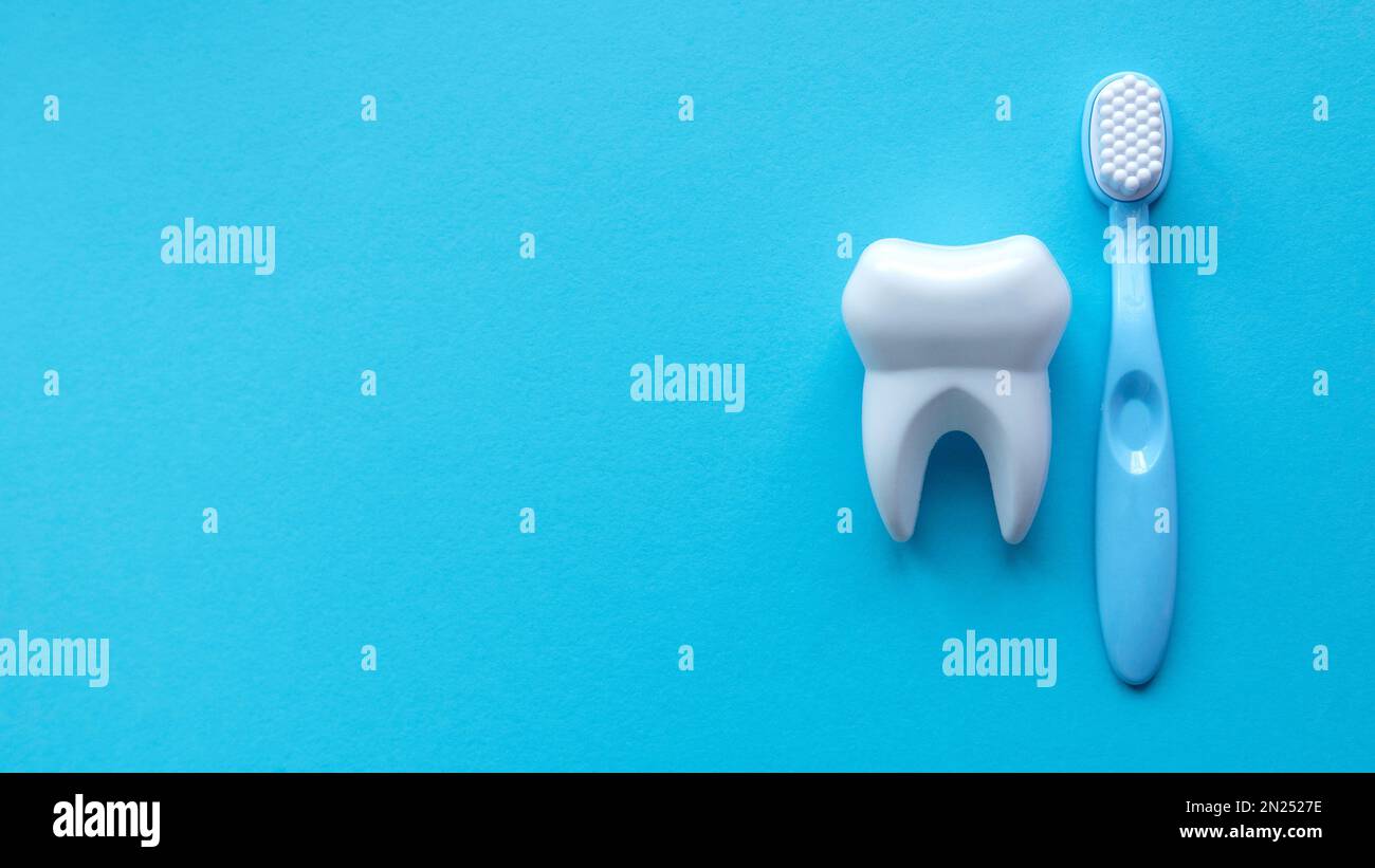 Tooth model with toothbrush on blue background with copy space. Healthy ...