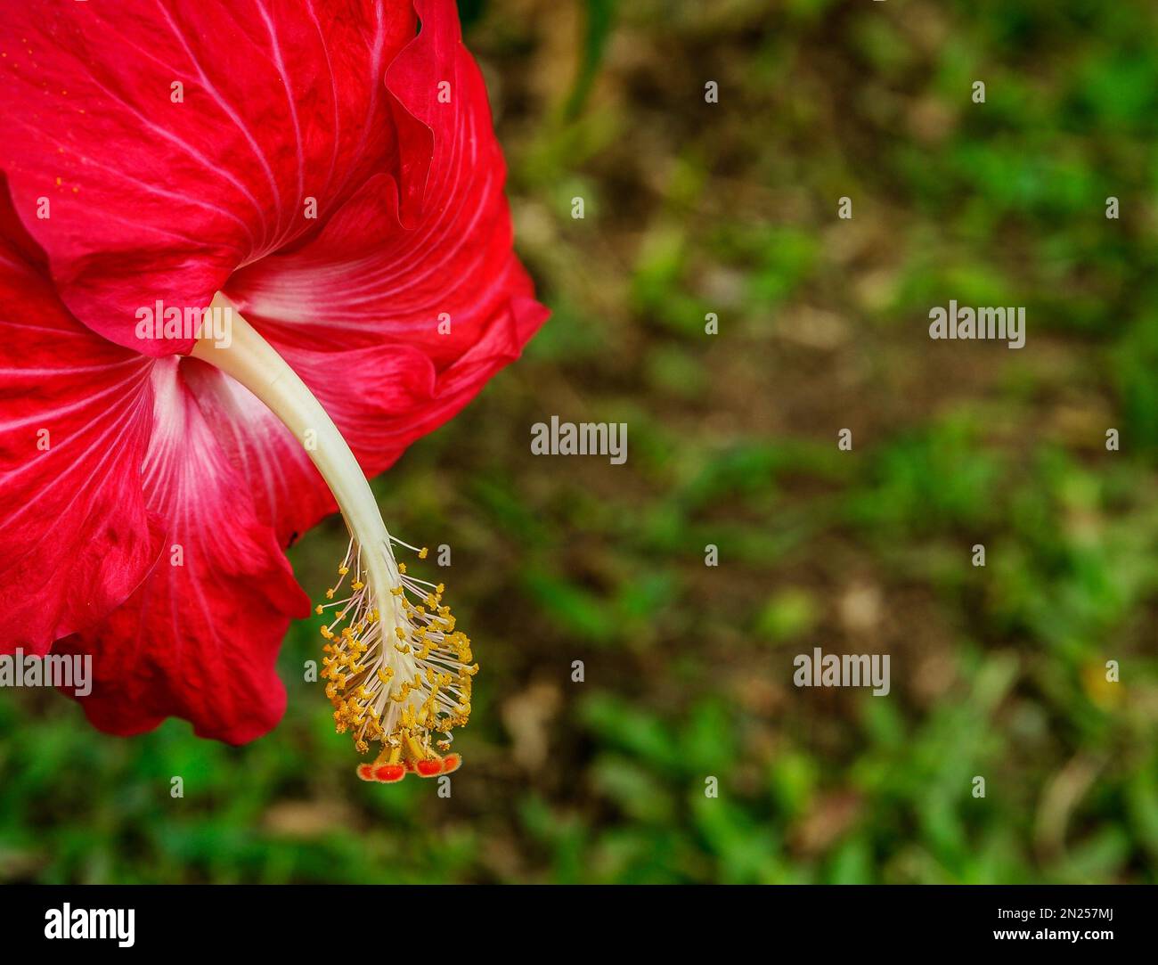 Closeup brilliant red hibiscus flower with stamen and pistil Stock Photo