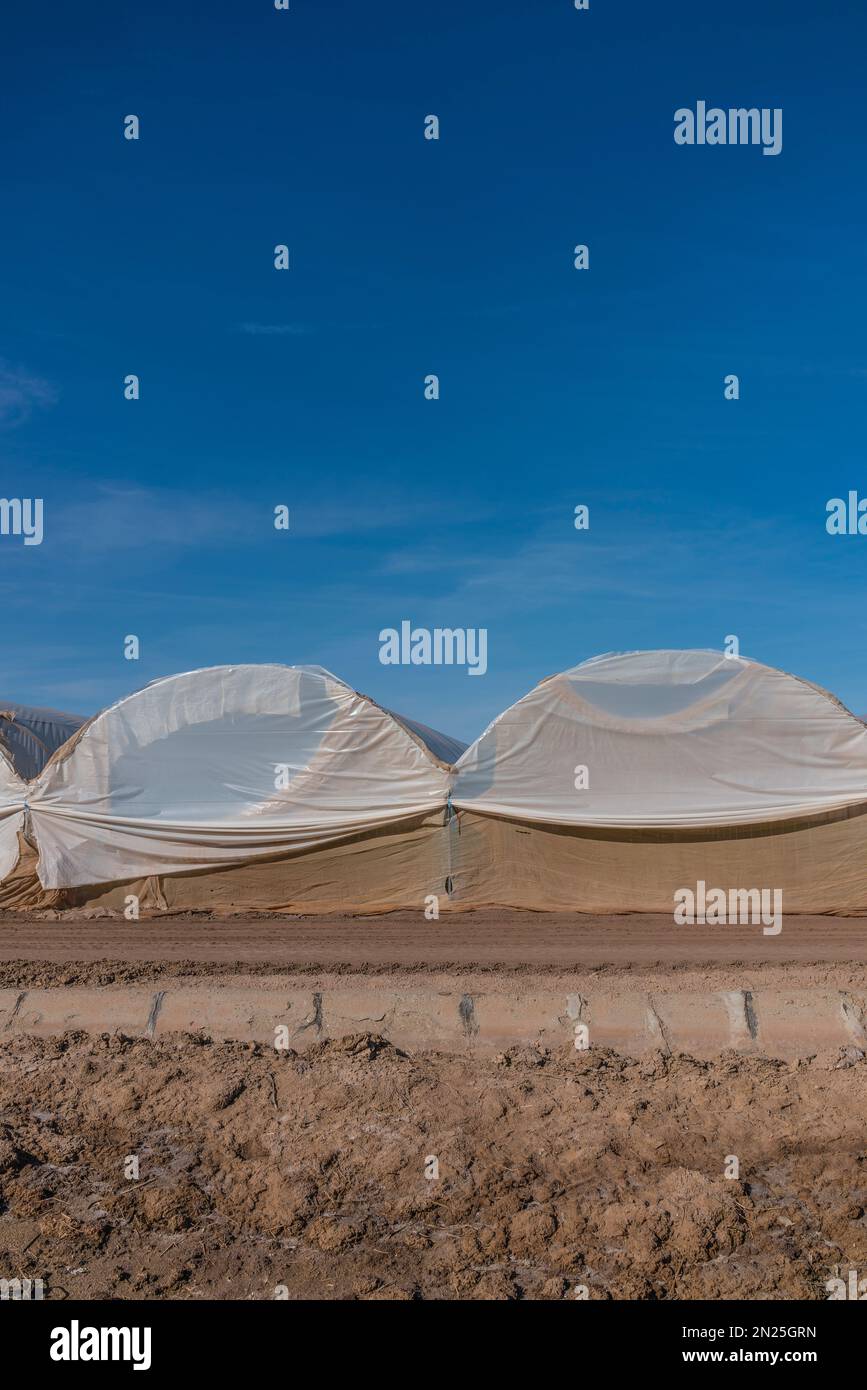 Crop tunnels, also called 'hoop houses,' 'polyhouses,' amd 'polytunnels,' outside of Brawley, California near the Salton Sea. Stock Photo