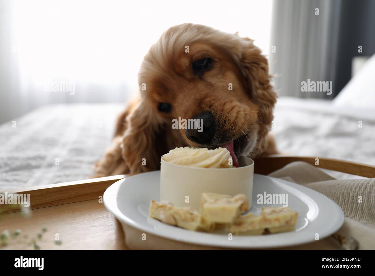 Cocker spaniel outlet food