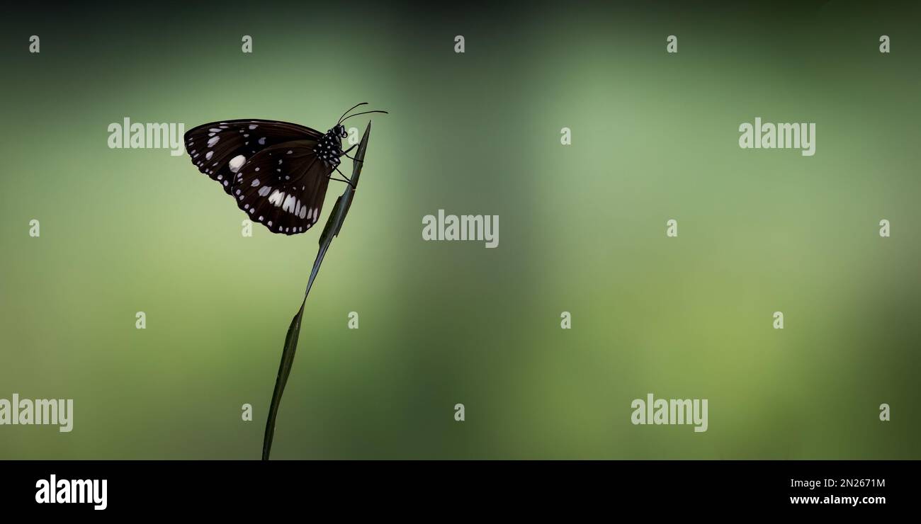 Euploea core, the common crow, a common butterfly found in South Asia