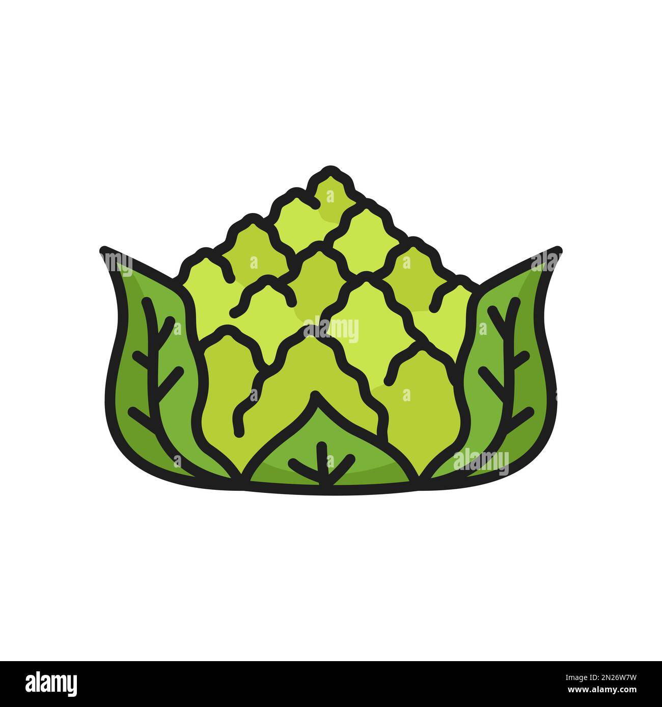 romanescu-cauliflower-stock-vector-images-alamy