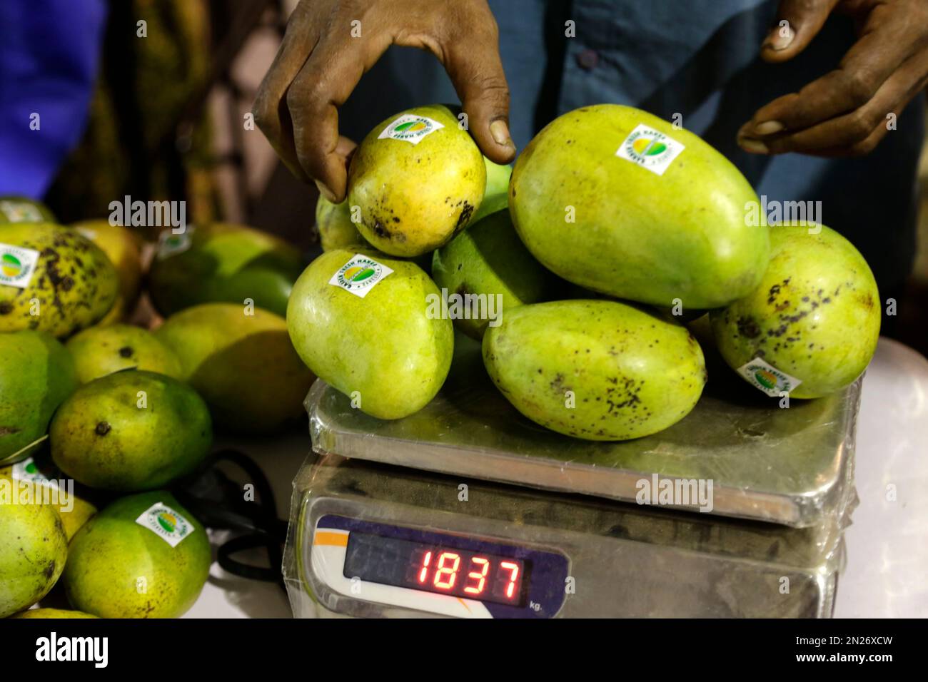 A vendor weighs mangoes for sale at the Bengal mango festival in