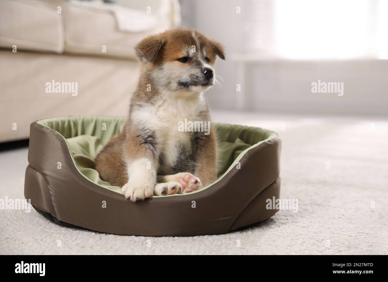 Adorable Akita Inu puppy in dog bed indoors Stock Photo Alamy