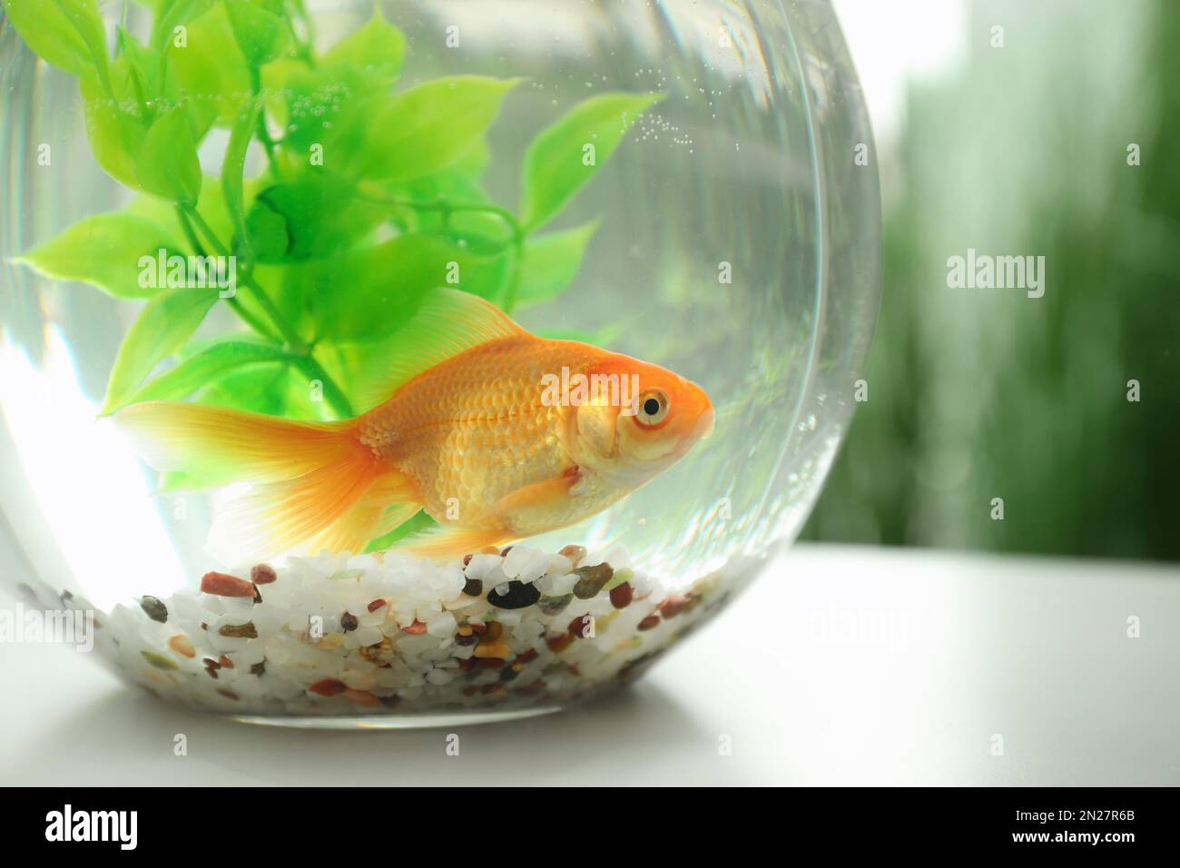 Curated visual reference: Gallery Detail: Beautiful Bright Small Goldfish In Round Glass Aquarium On Table
