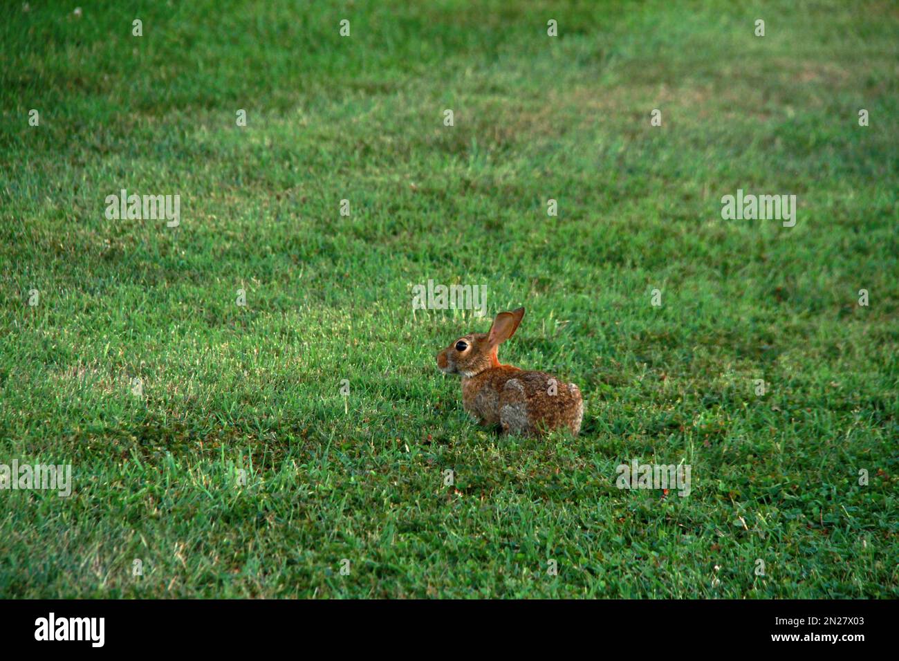 Small brown rabbit, United States Stock Photo