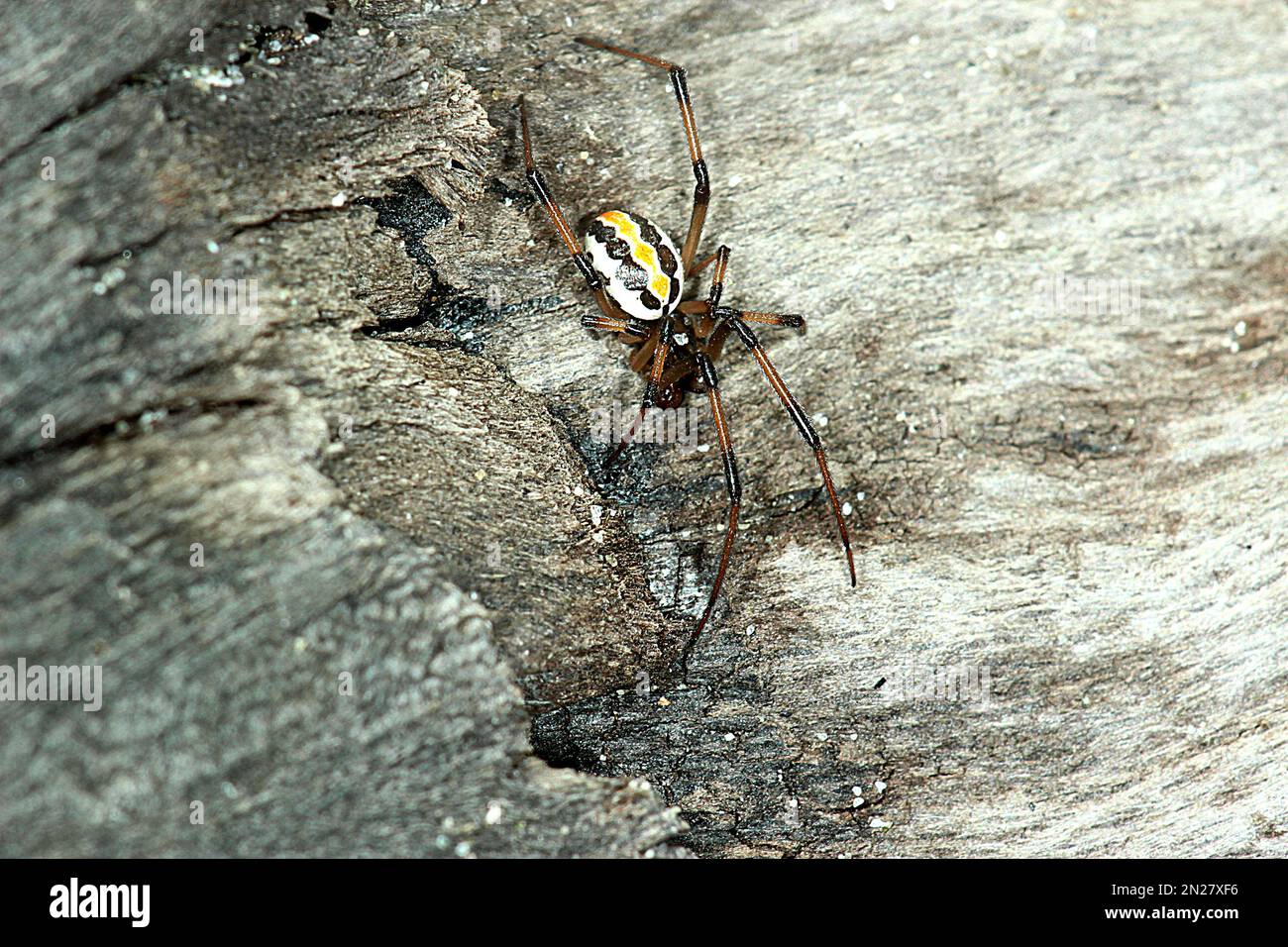 Male redback spider hires stock photography and images Alamy