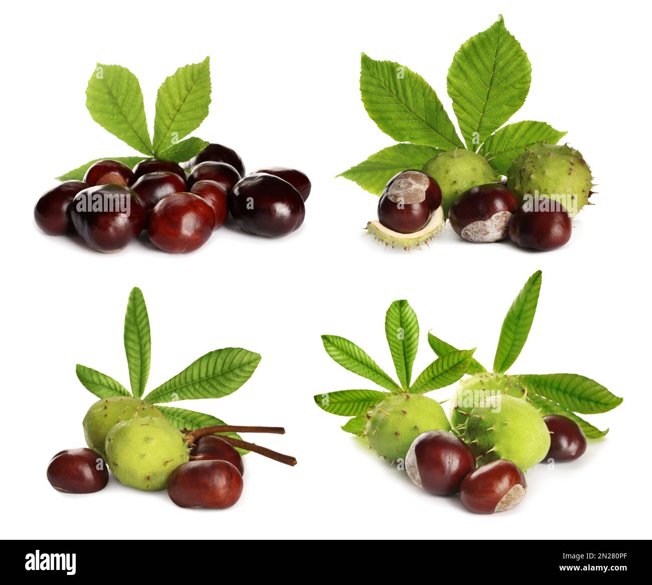 Set of brown horse chestnuts with green leaves isolated on white Stock